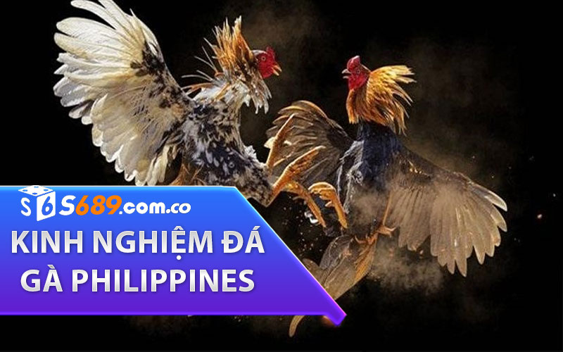 kinh nghiệm đá gà philippines