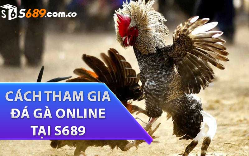 Hướng dẫn cách tham gia đá gà online tại s689