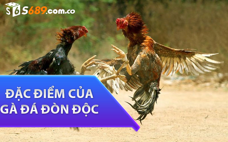 đặc điểm của gà đá đòn độc